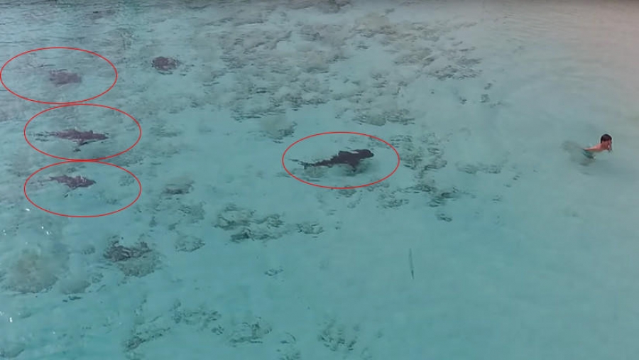 VIDEO: Niño se salva de ser atacado por tiburones