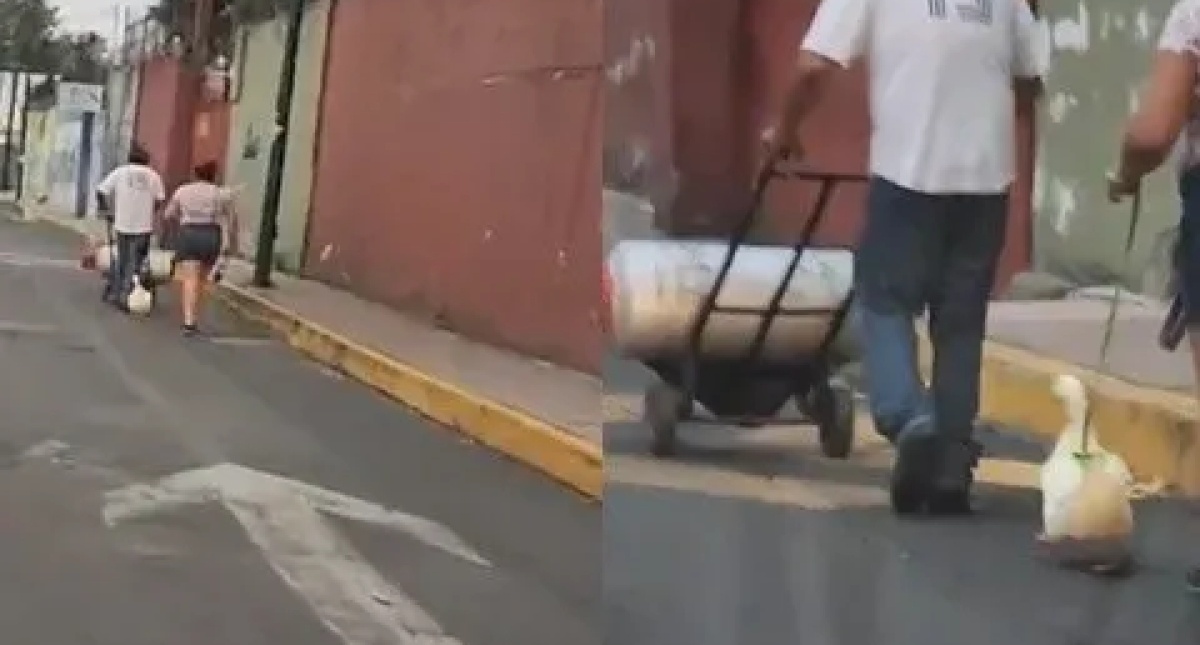 'Pato perro': un paseo viral por CDMX