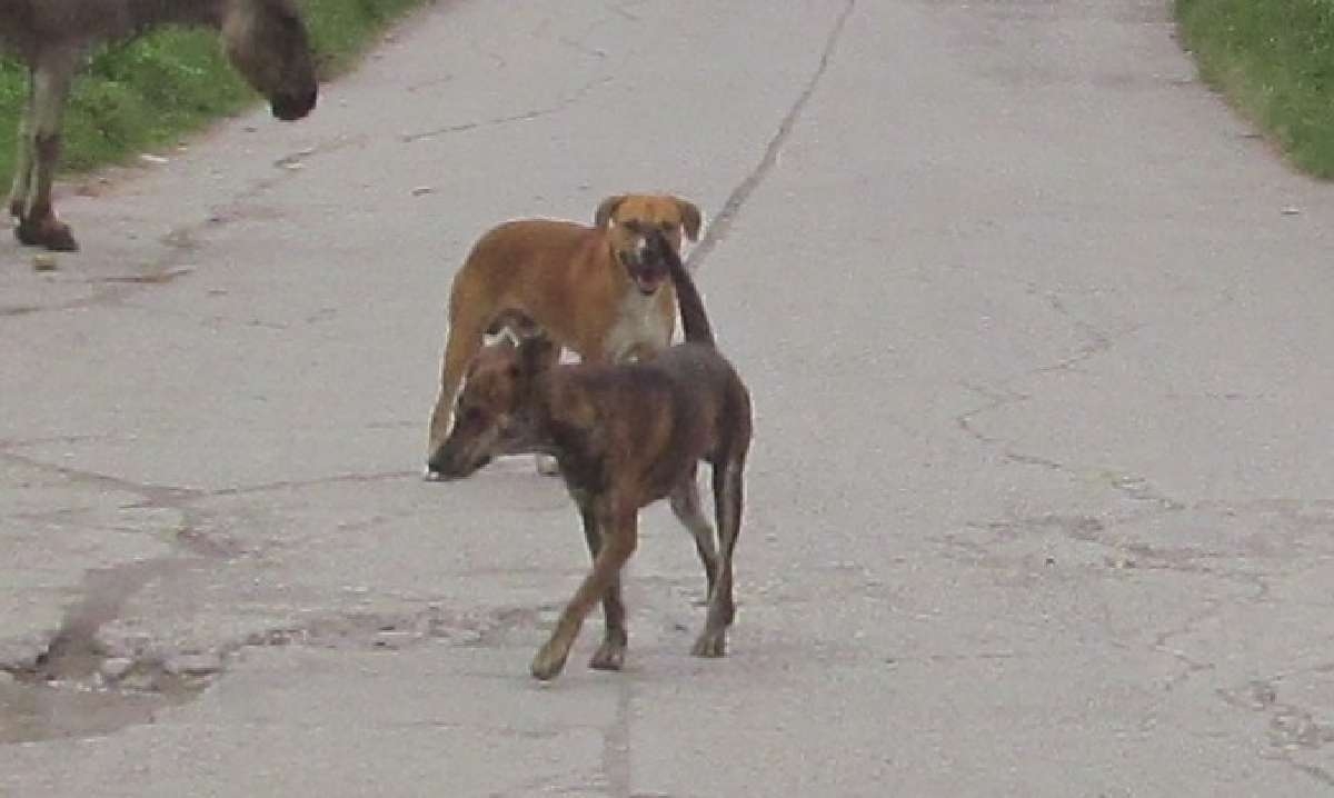 Realizarán feria de adopciones canina y felina en Jojutla