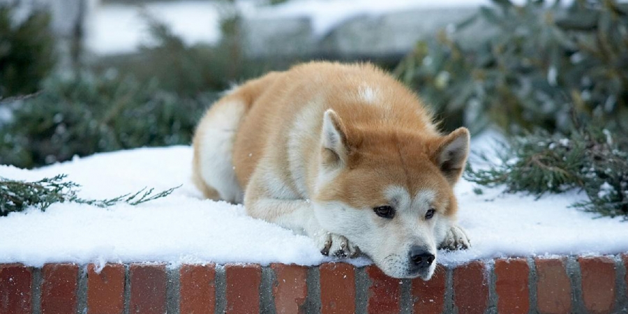 ¿Qué diría tu perro si pudiera hablar?, Hachiko lo revela