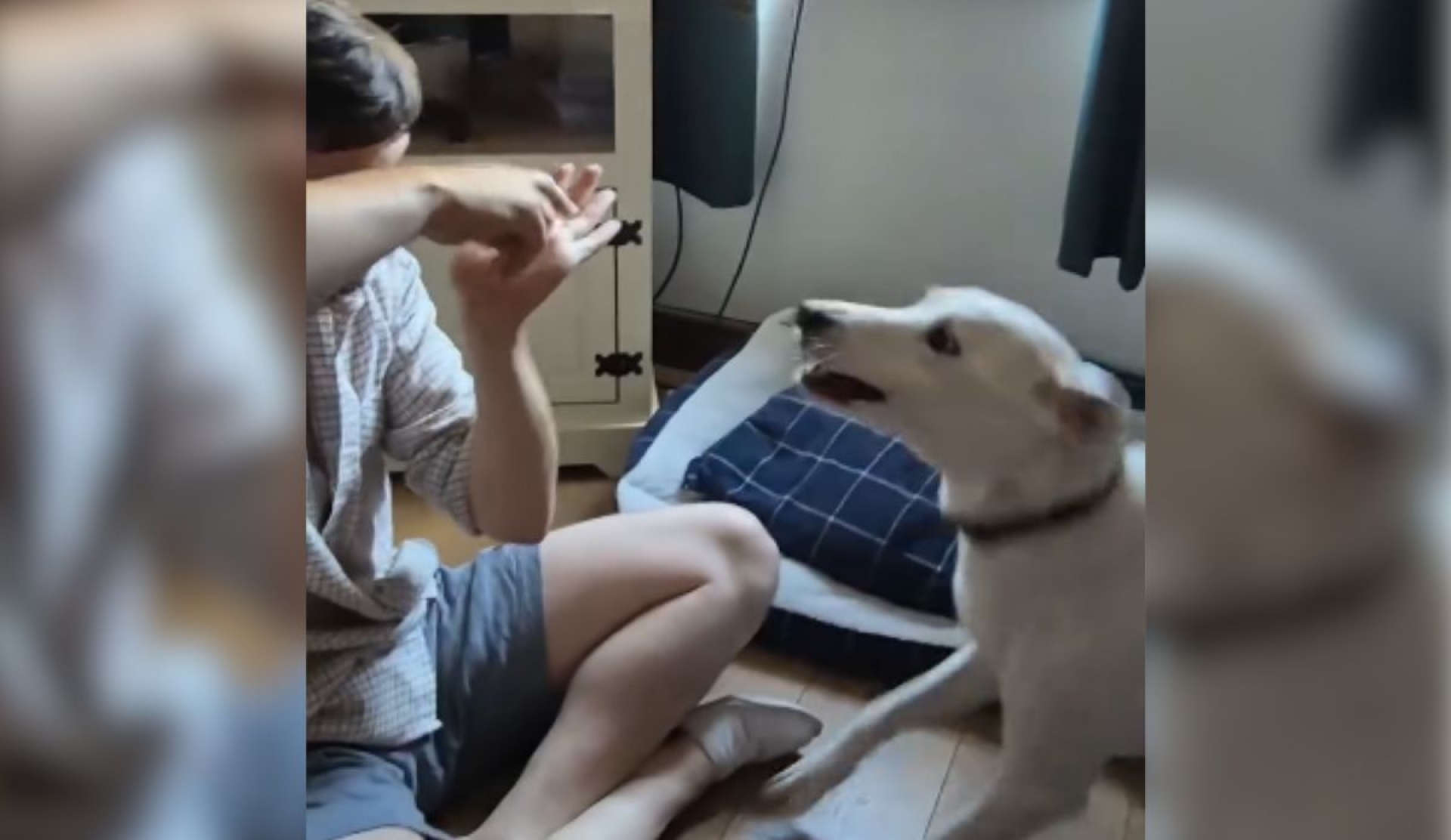 Perro sordo enternece al aprender señas para salir a pasear