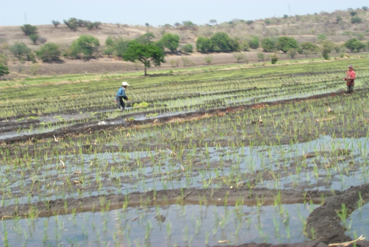 Prevén aumento en producción de arroz por alza al precio del dólar