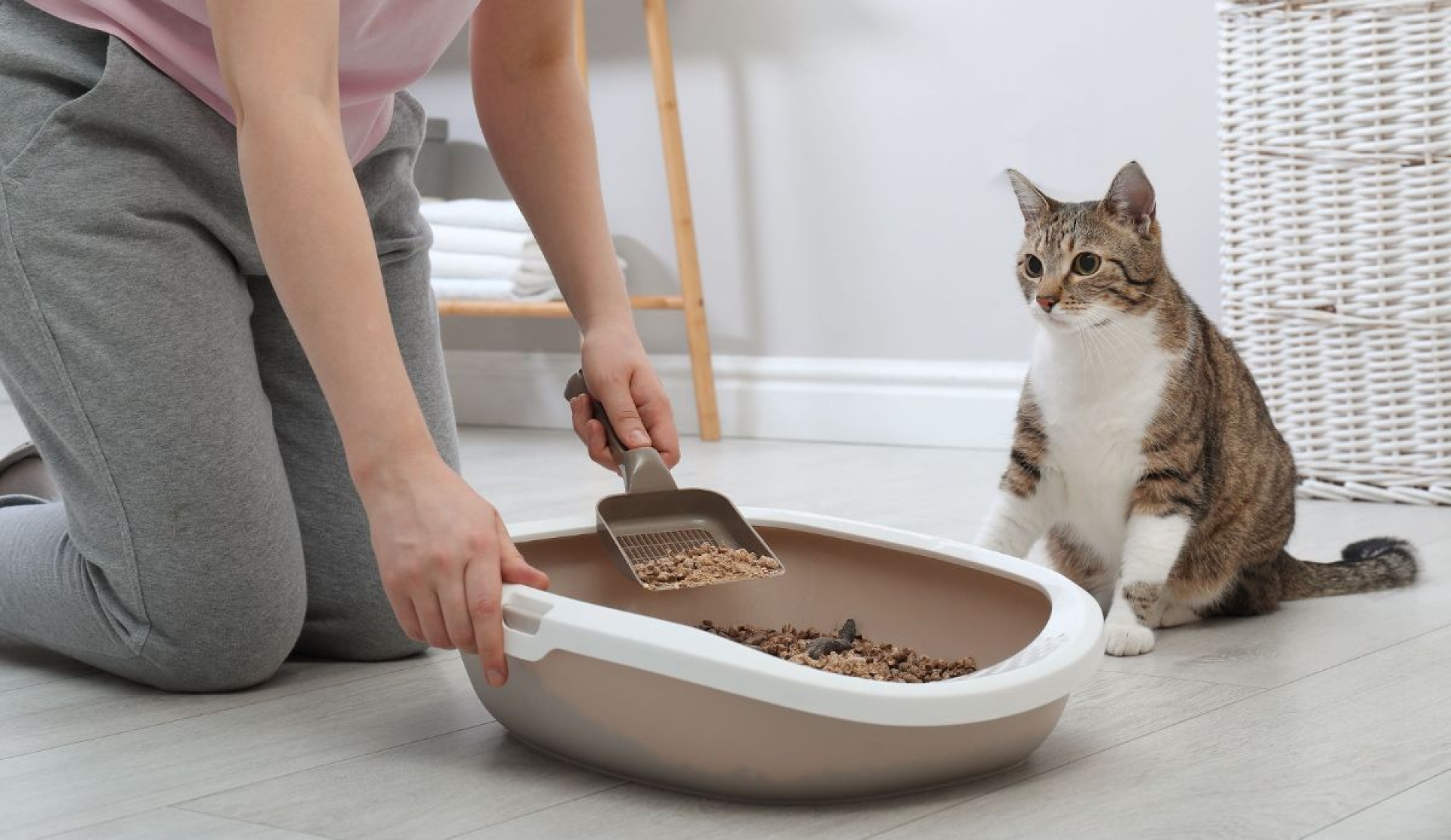 Cómo limpiar el arenero de tu gato y evitar olores molestos