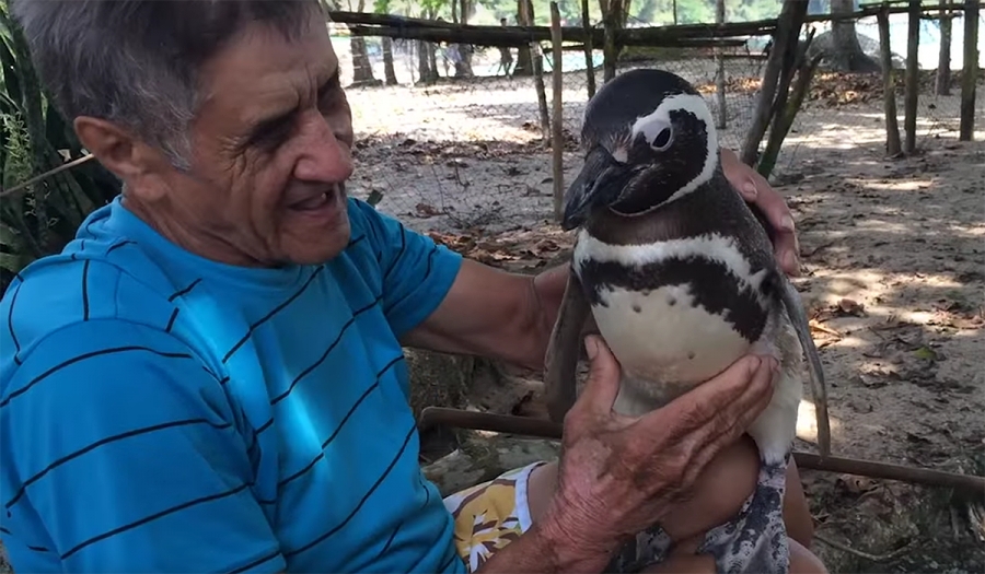 Pingüino recorre 8.000 km cada año para ver al hombre que le salvó