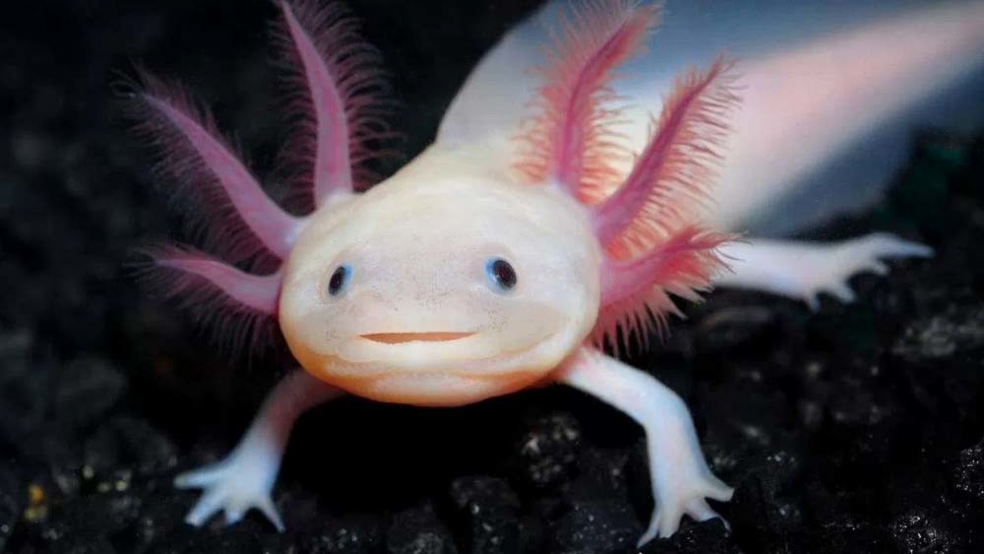 “Refugio chinampa” el proyecto con el que investigadores de la UNAM quieren salvar de la extinción al axolotl en México