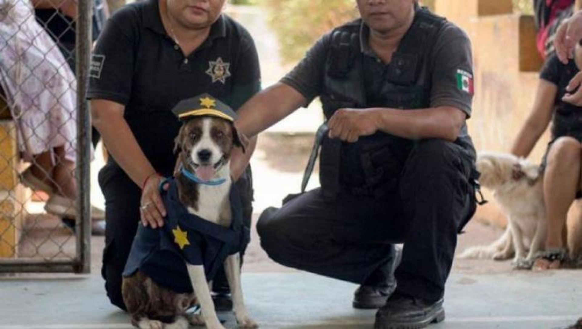 Chilaquil, un perro que era callejero pronto será oficial de policía en Yucatán