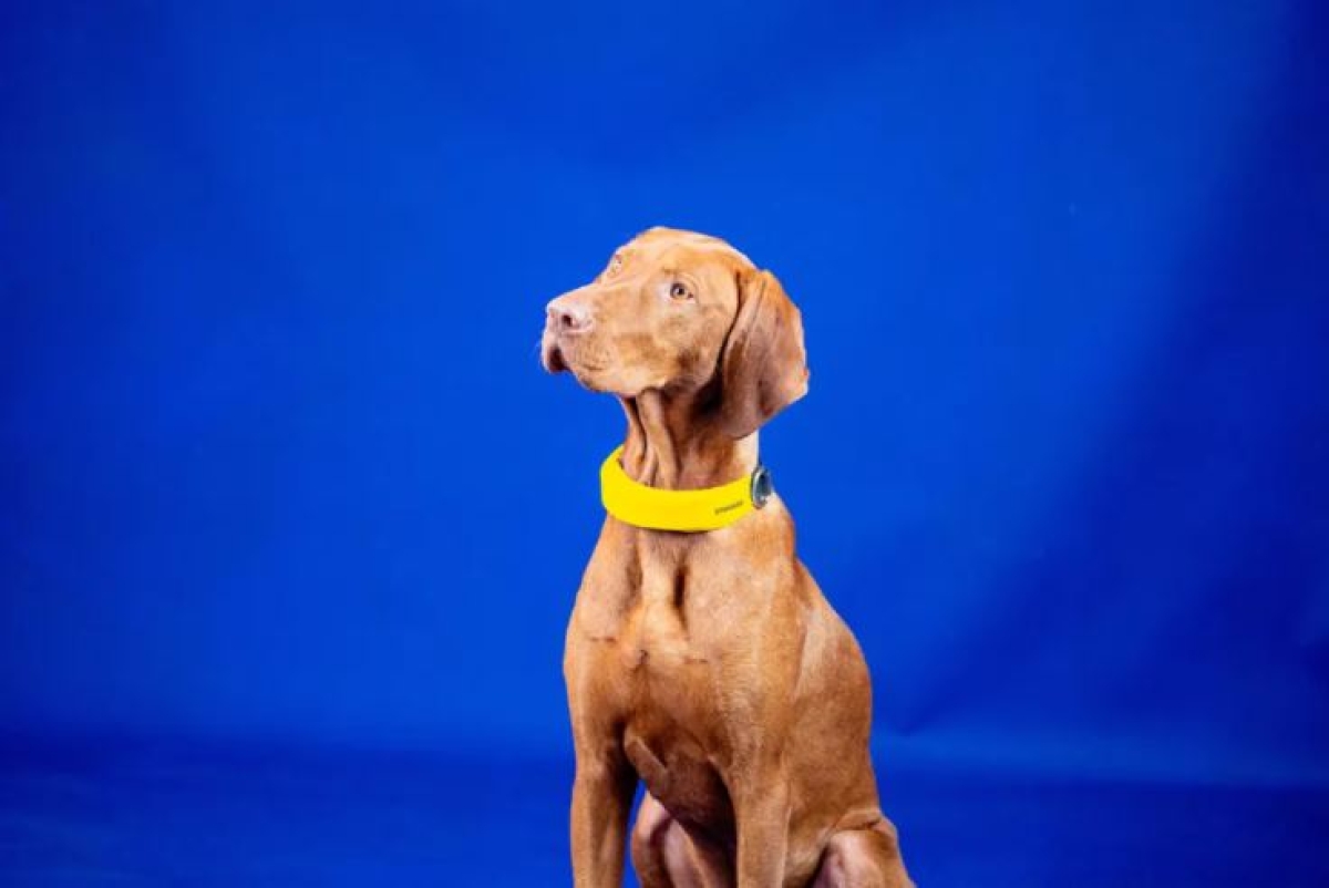 Este collar inteligente puede medir la frecuencia cardíaca de tu perro
