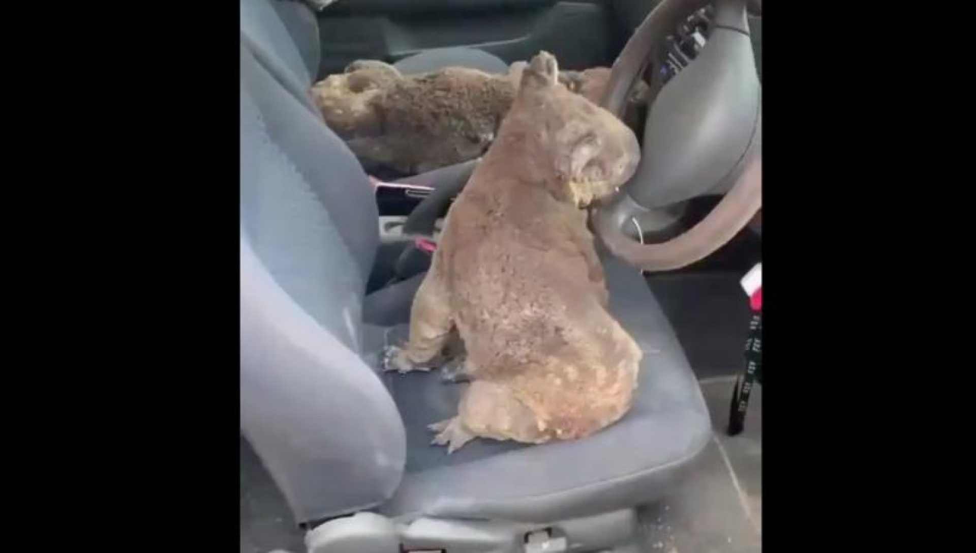 VIDEO: Recorren isla de Australia en su auto para rescatar a koalas de incendios