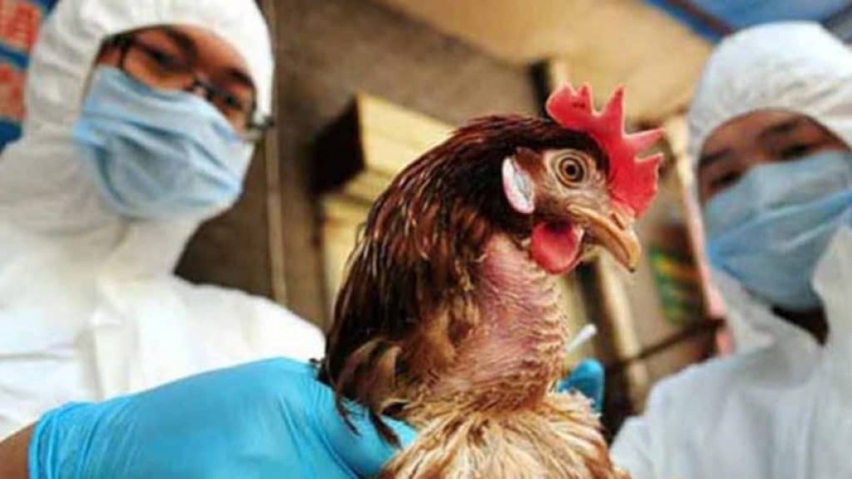 China detecta primer caso de Gripe aviar H10N3 en humanos