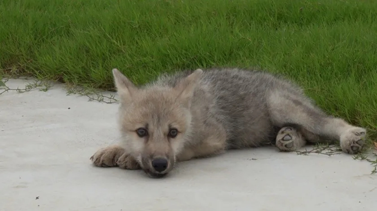 Empresa biotecnológica china clona por primera vez un lobo ártico