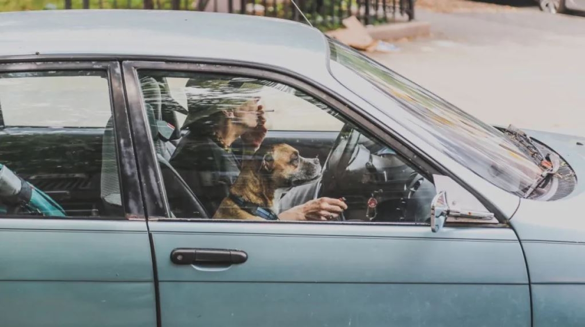 Cómo eliminar el olor a cigarro del auto: Truco rápido con bicarbonato