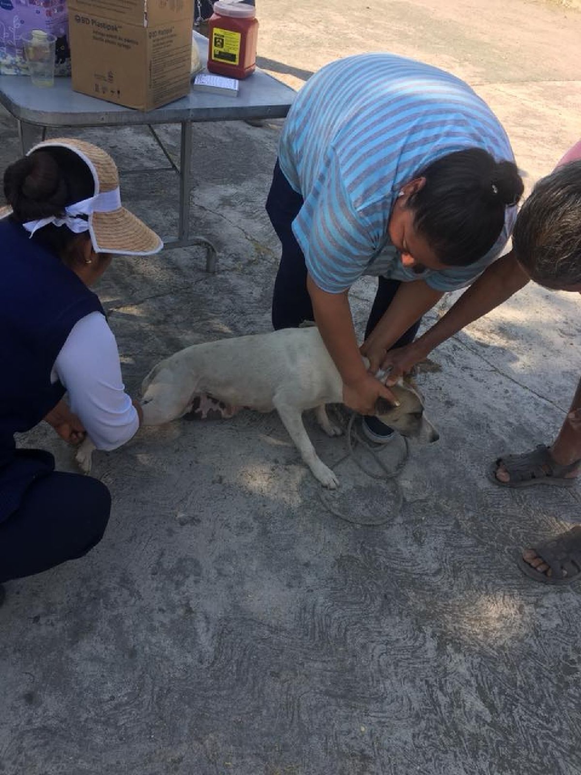 Anuncian campaña de esterilización de mascotas en Tlaltizapán