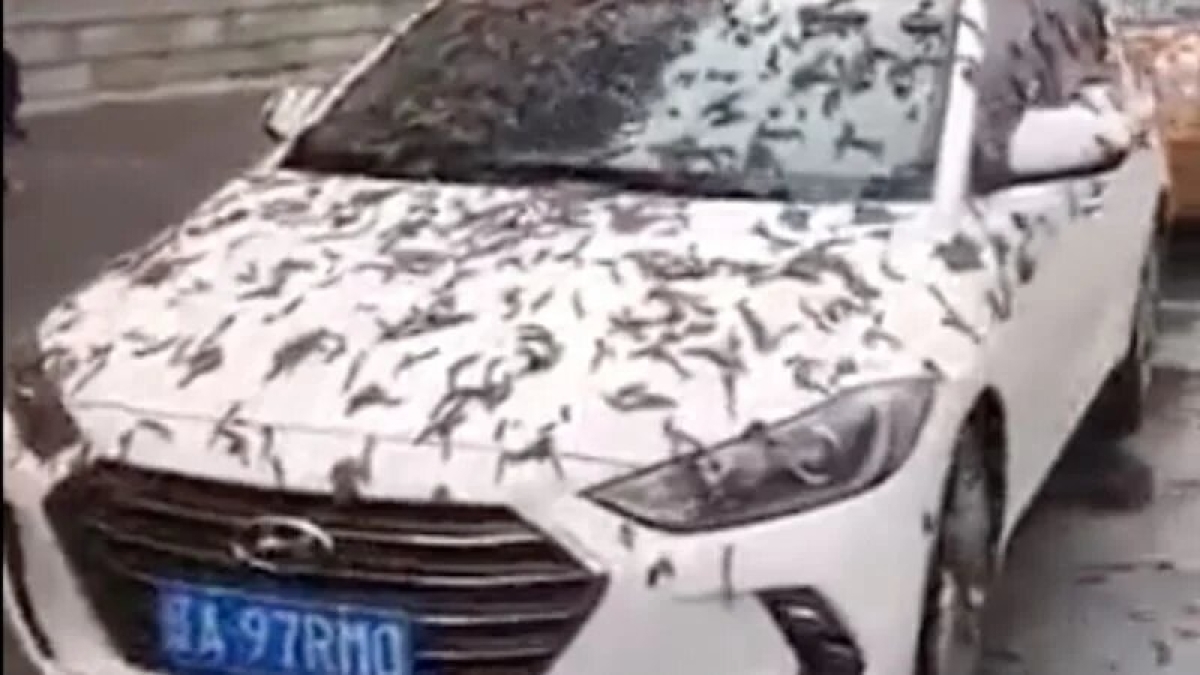 'Lluvia de gusanos' en China: esto es lo que se sabe (Video)