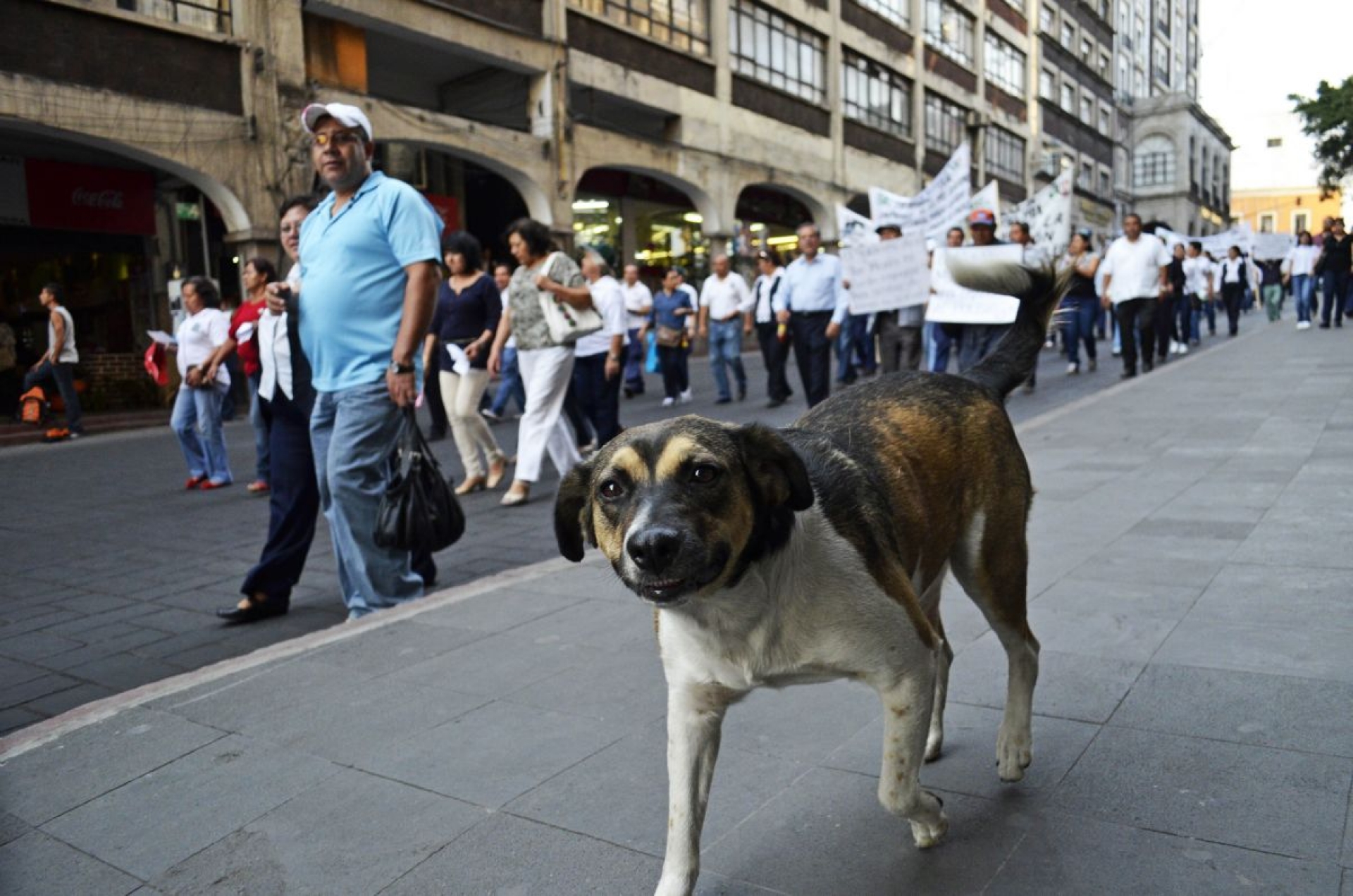SINTAXIS DEL PERRO
