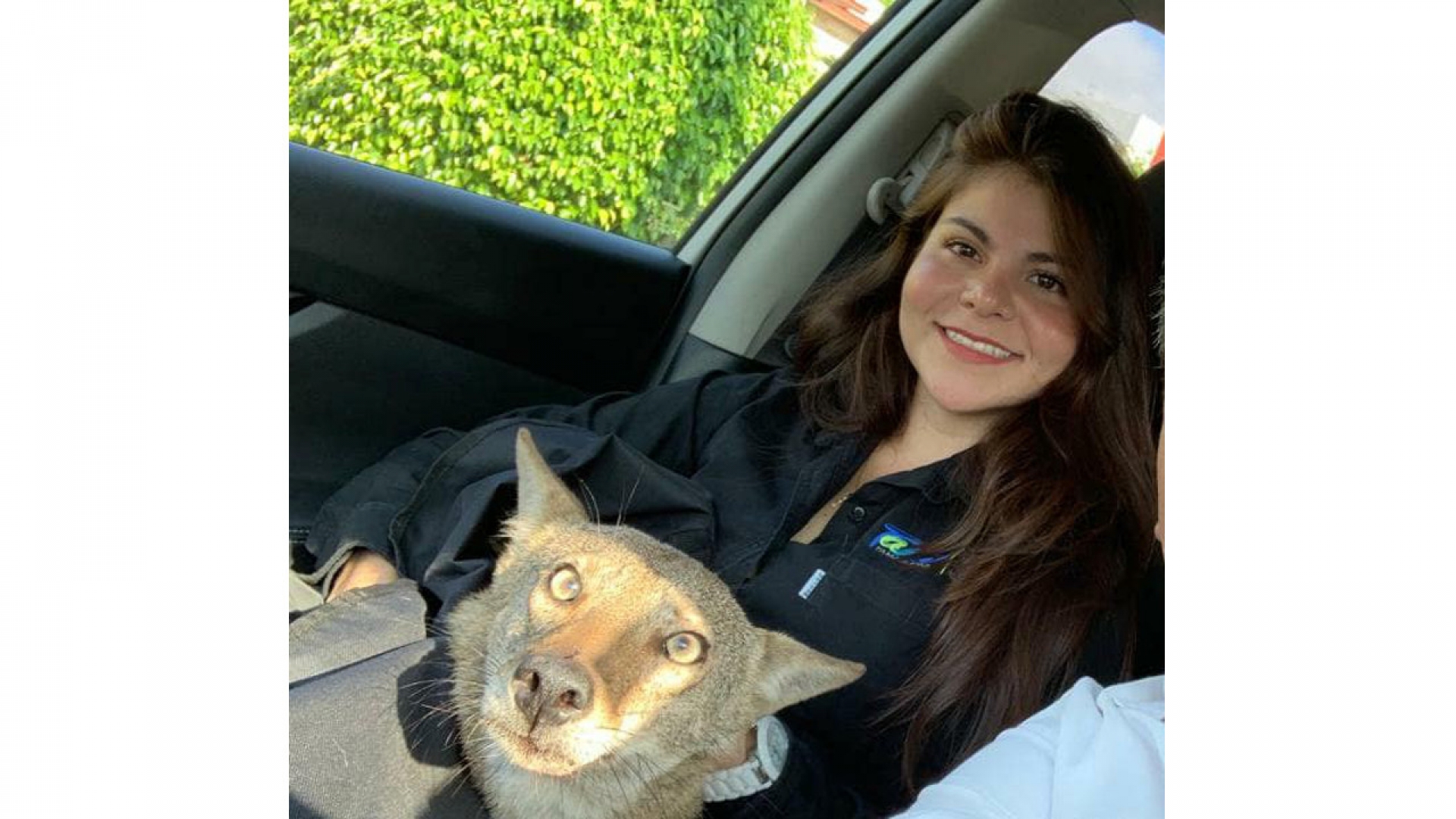 Rescatan a un Coyote herido pensando que era un perrito