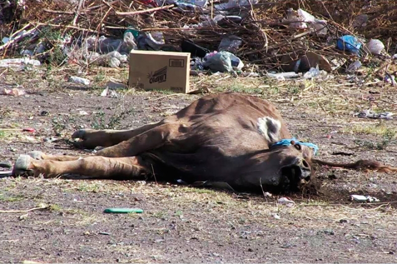 Ganaderos aún no reciben pago por sacrificio de animales enfermos