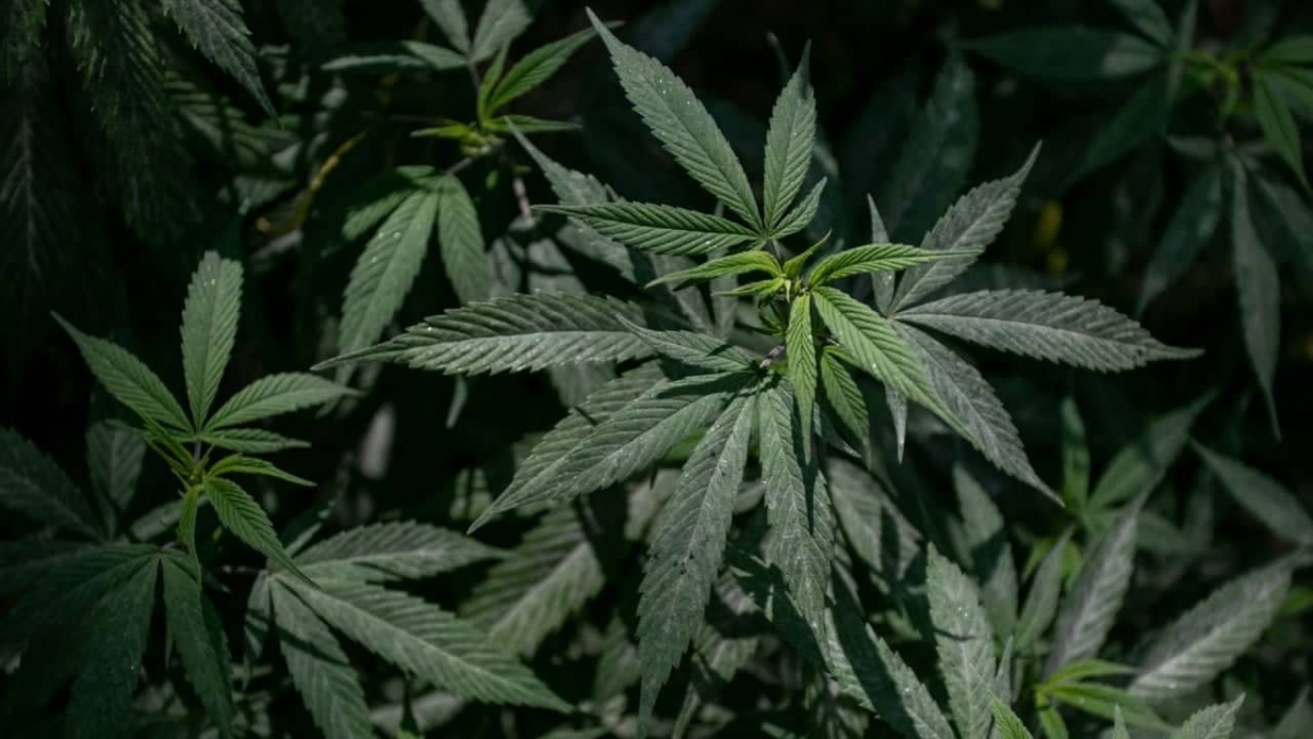Suprema Corte publica fallo que avala despenalización del uso lúdico de la marihuana