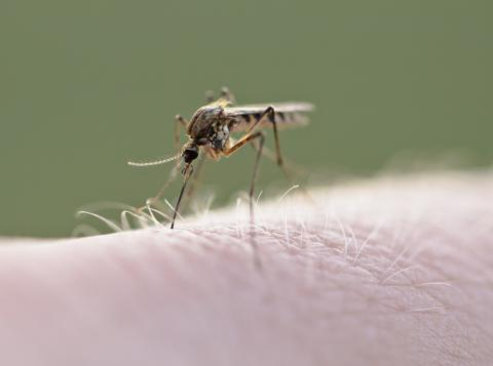No hay decesos confirmados por dengue: SSM