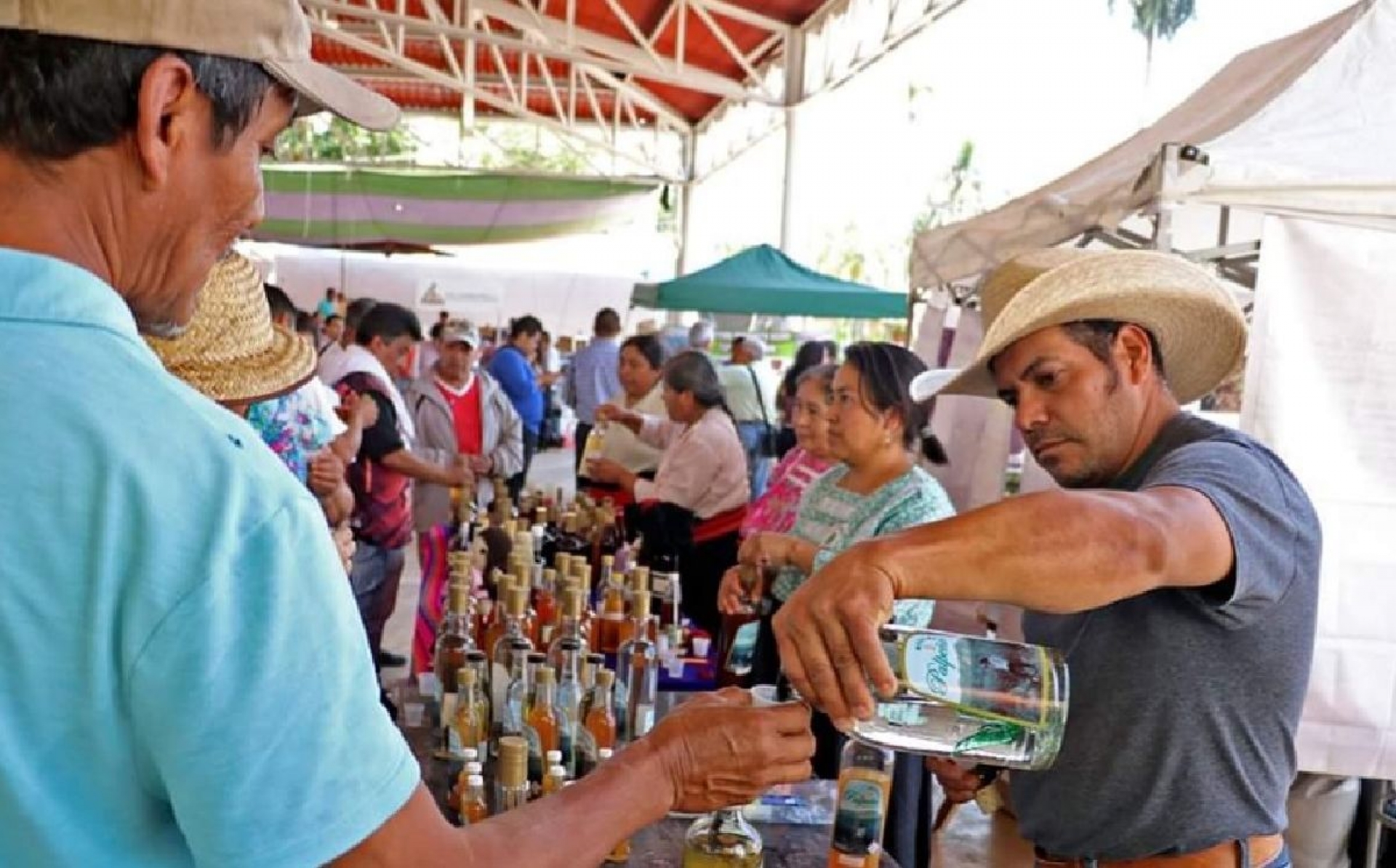 Superficie de maguey ha aumentado a 200 hectáreas en Morelos