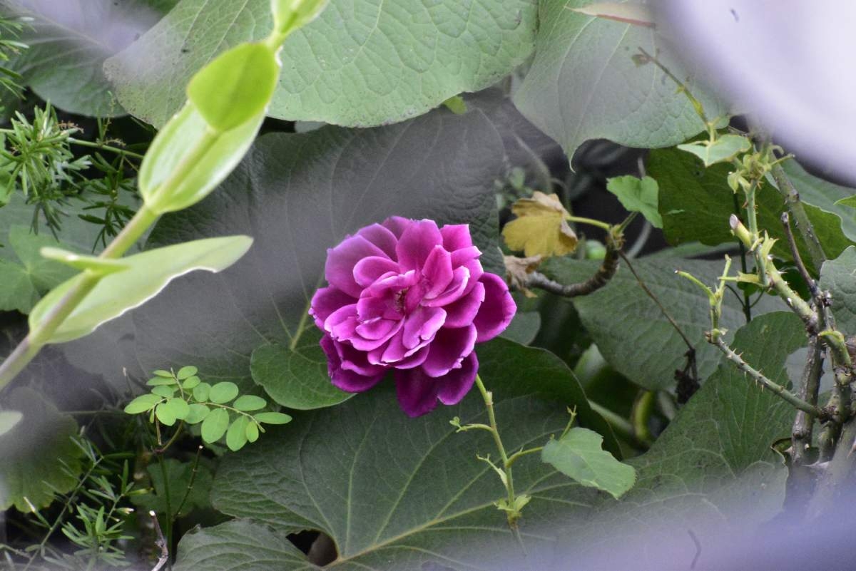 Pasión floral…