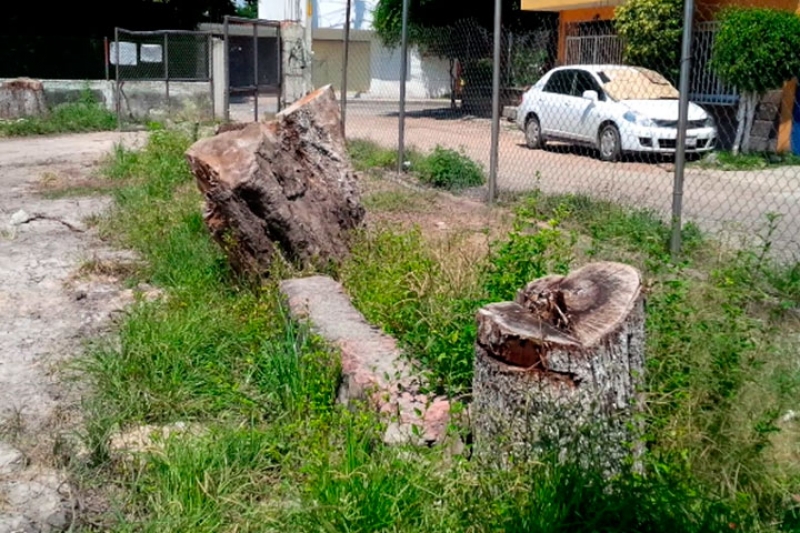 Ayuntamiento tala árboles en la Gabriel Tepepa