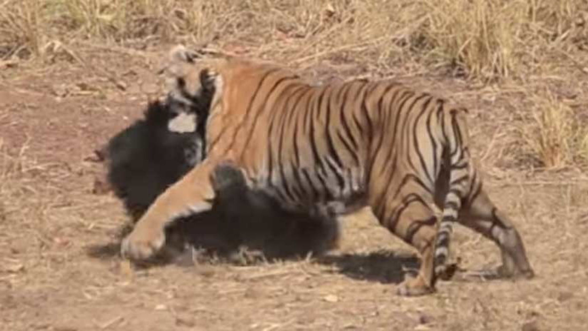 Oso y Tigre pelean brutalmente por la supervivencia