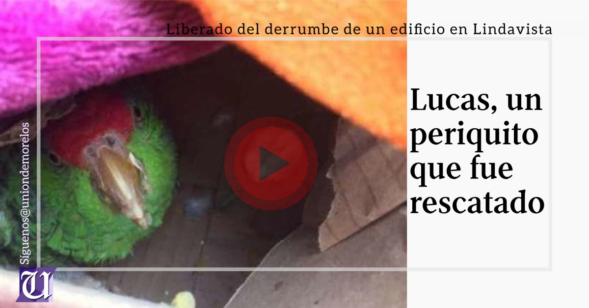 Rescatan a periquito de los escombros