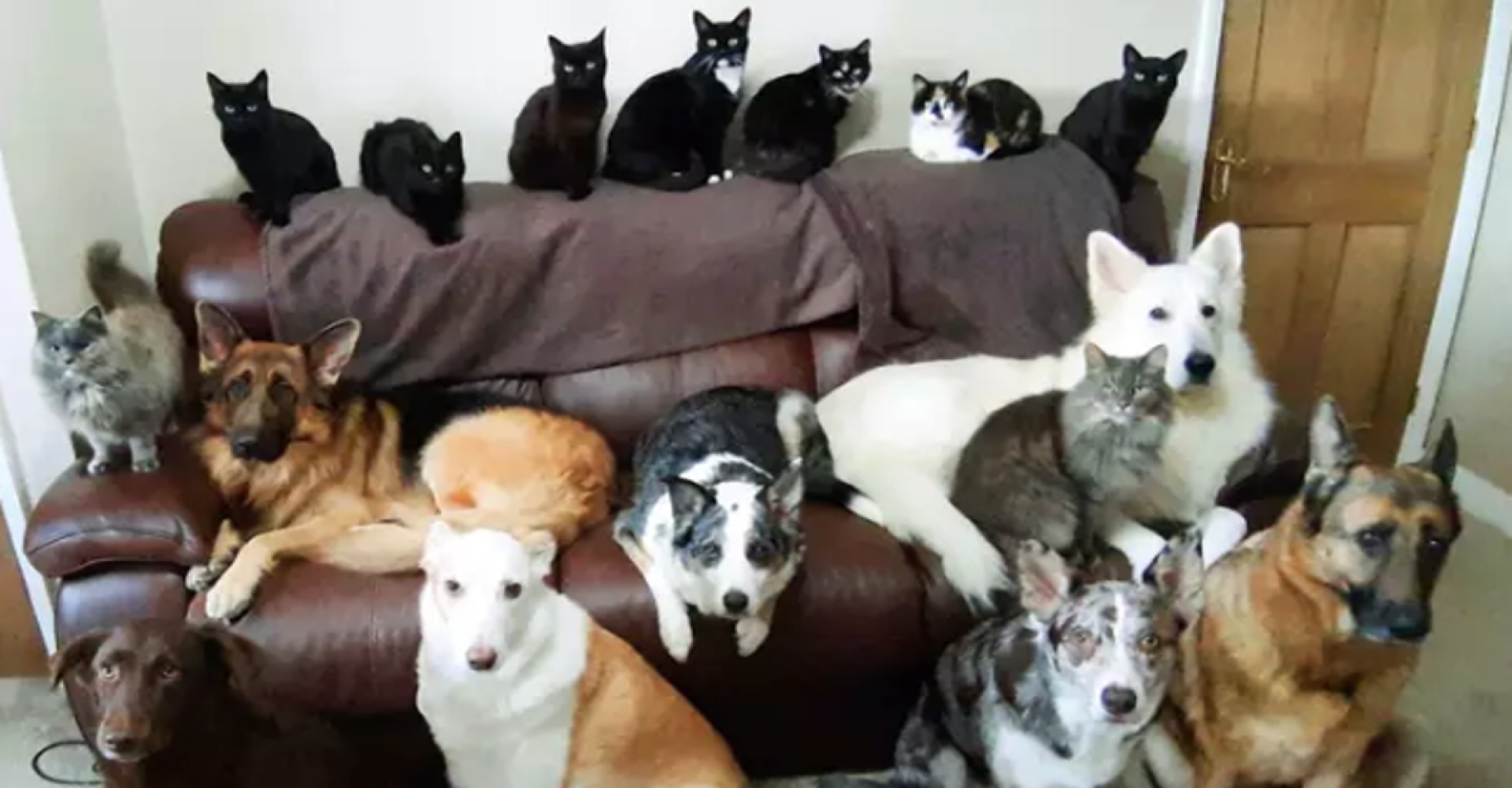 Mujer se las ingenia para fotografiar a sus 17 animales juntos. Le costó dos semanas conseguirlo
