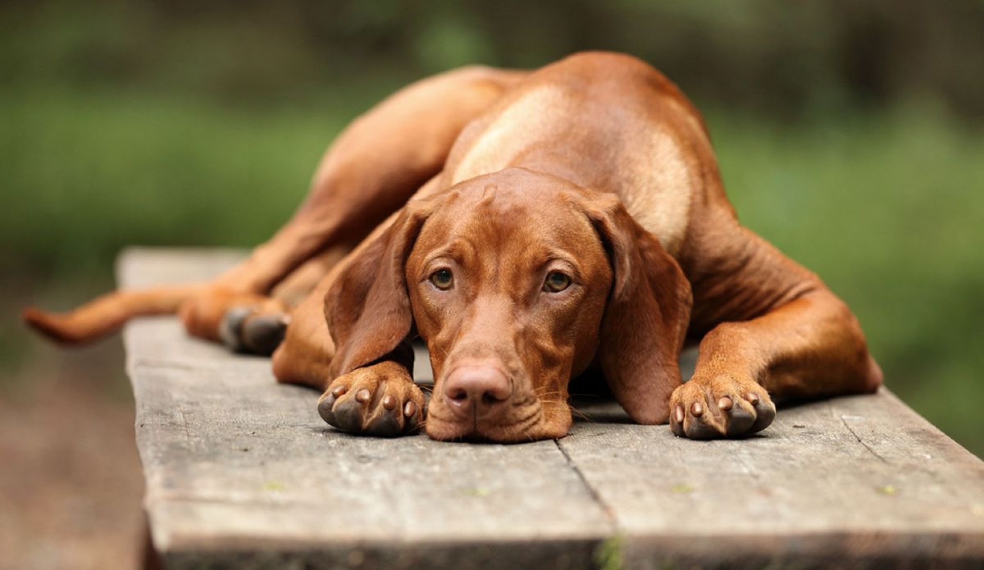 Señales que indican si tu perro podría estar atravesando depresión