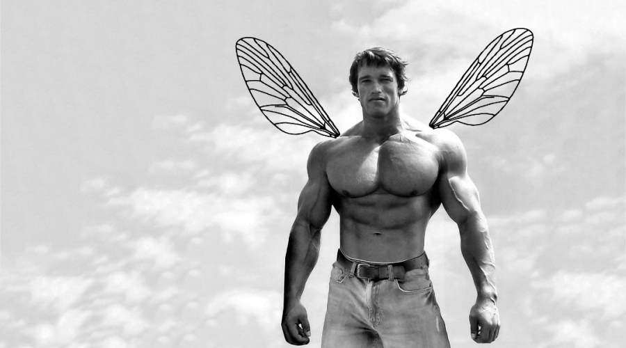 Científicos nombran una mosca en honor a Arnold Schwarzenegger
