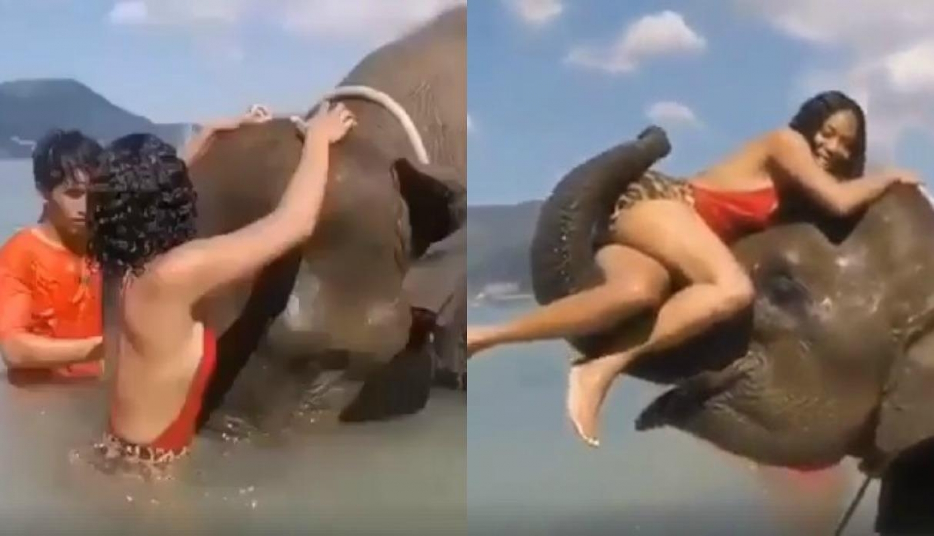 VIDEO: Esto hizo un Elefante con una chica que sólo quería un selfie