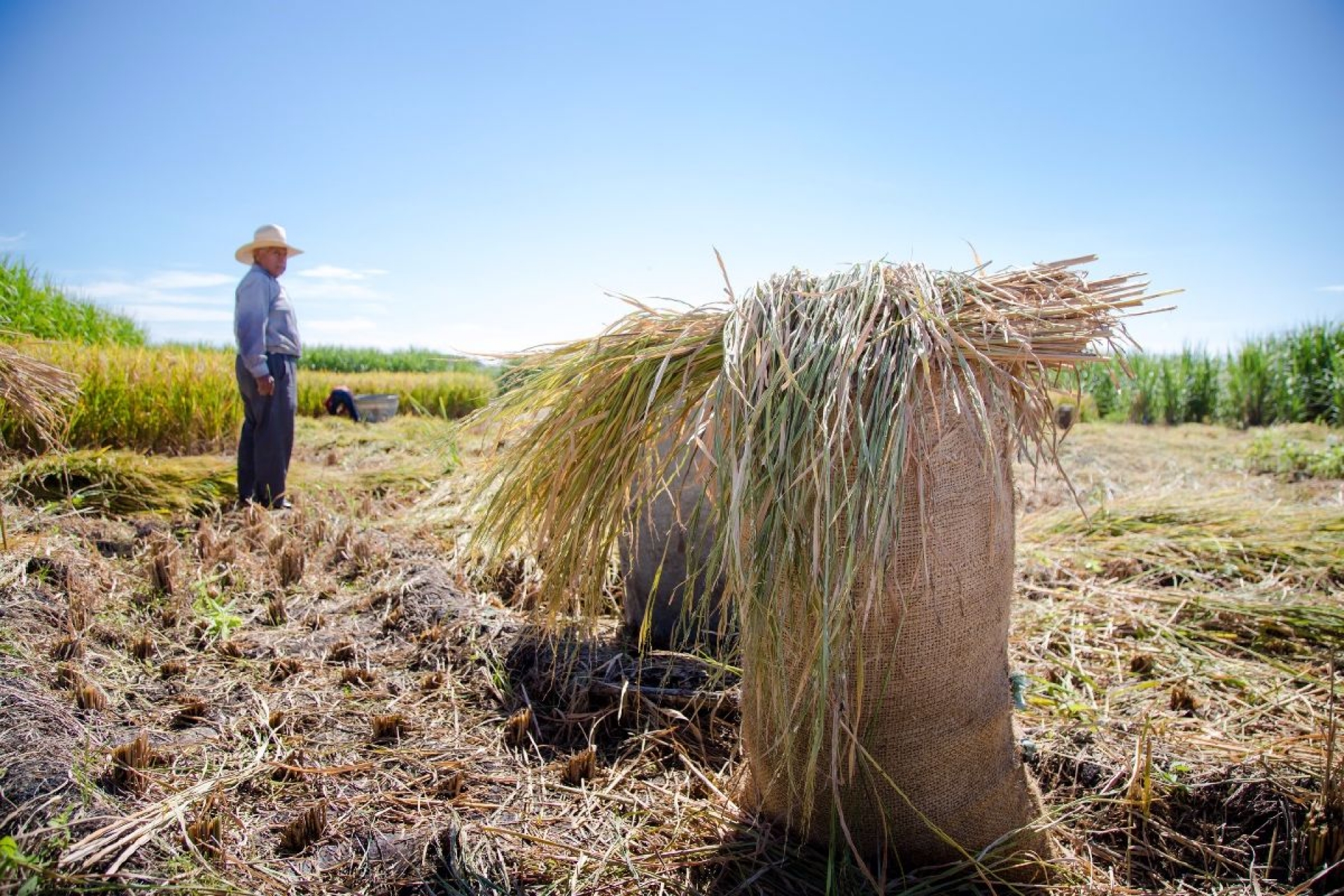 También el cultivo de arroz peligra por la sequía del manantial “Ojos de agua”