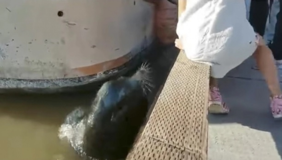 León marino jala a niña hacia el agua