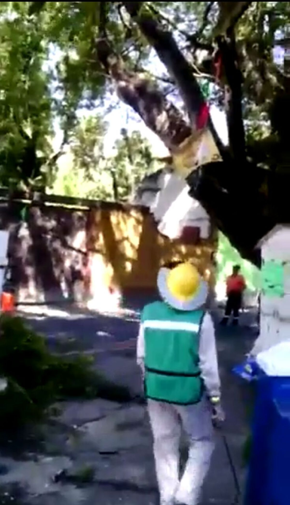 Defienden árbol de 200 años de ser talado por CFE y PC de Tetecala