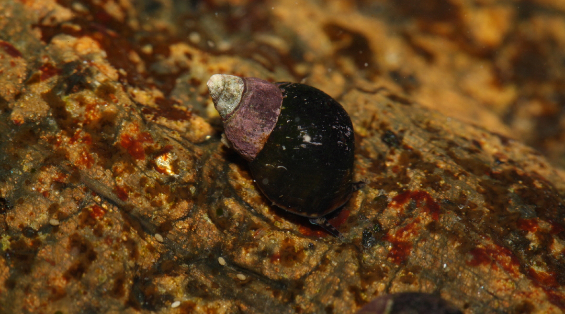 Por primera vez encuentran un caracol vivo debajo de la piel de un niño