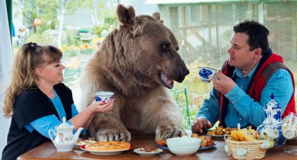Stepan, el oso que fue adoptado como mascota de una familia rusa