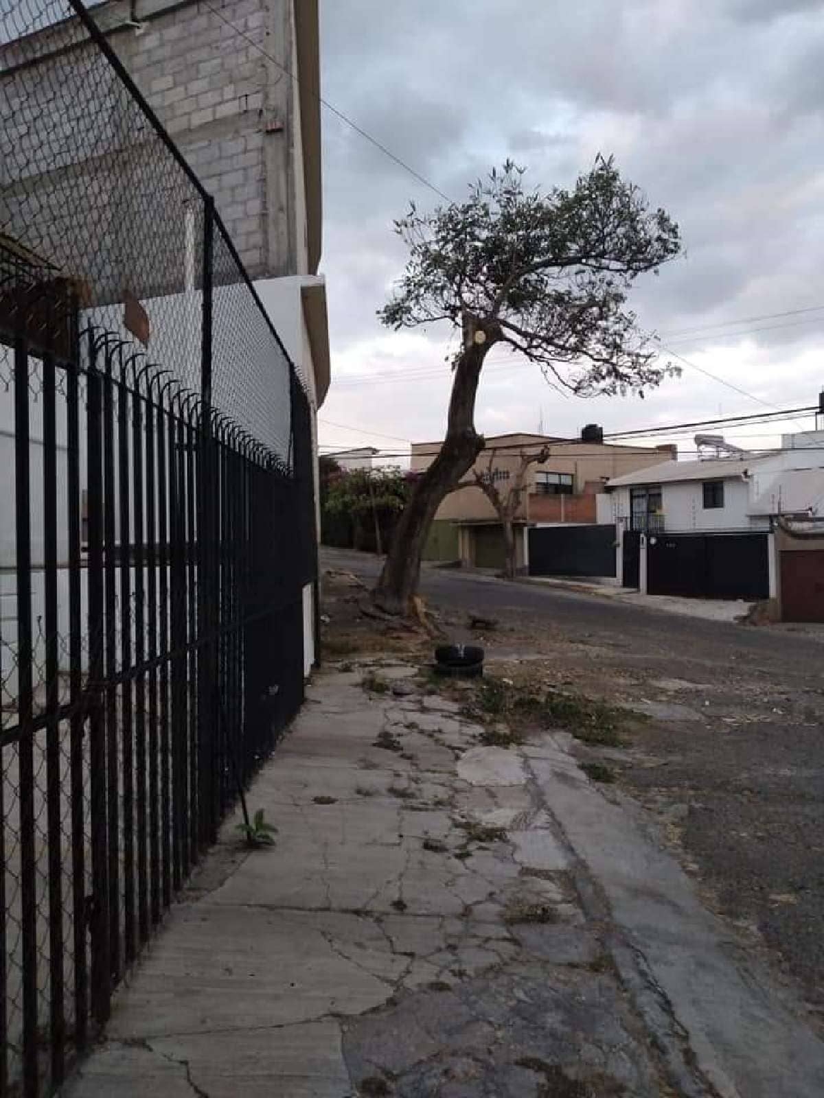 Denuncian tala de árboles en Lomas de San Antón