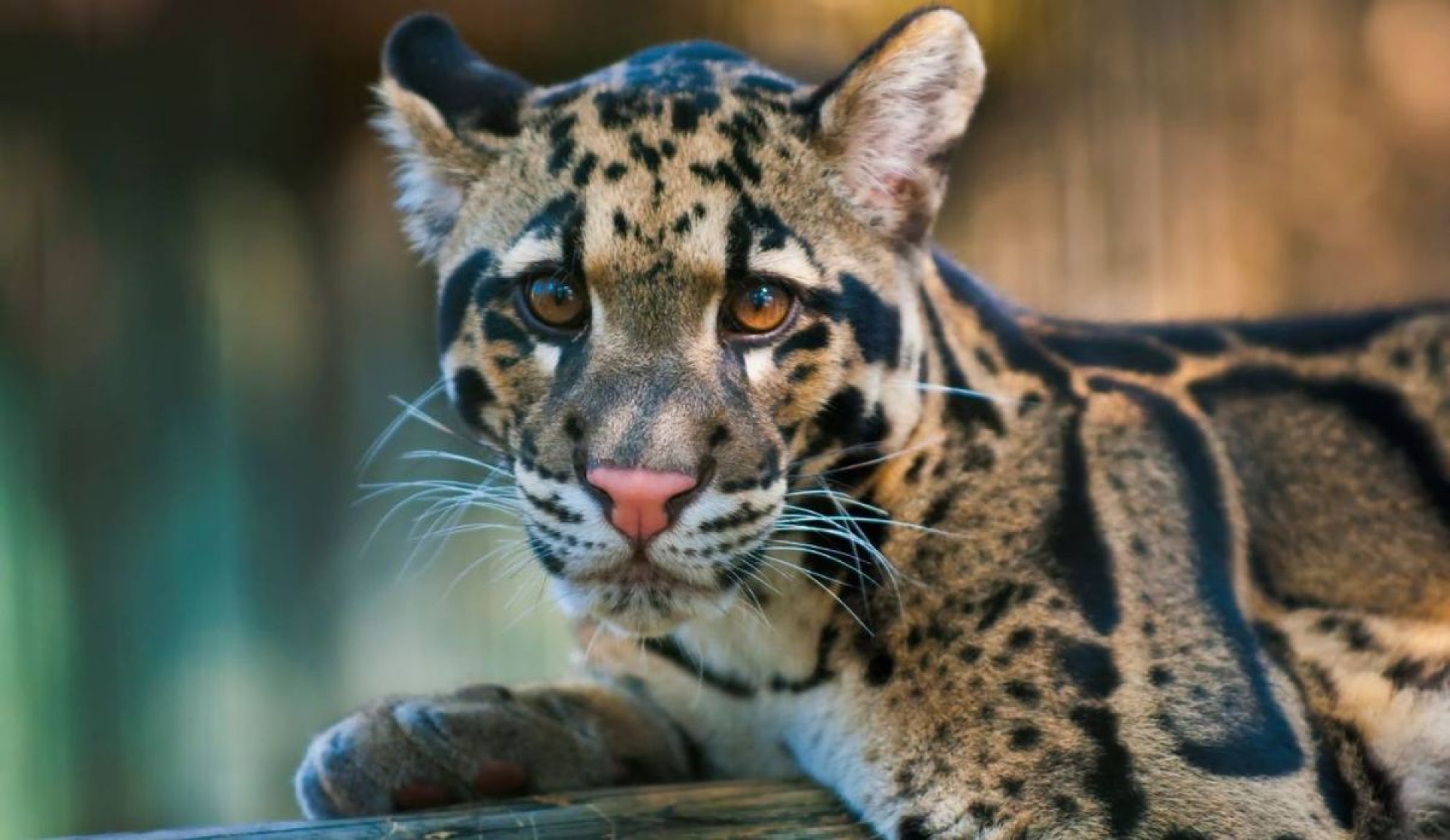 Reconocen al leopardo nublado con un día internacional para promover su conservación