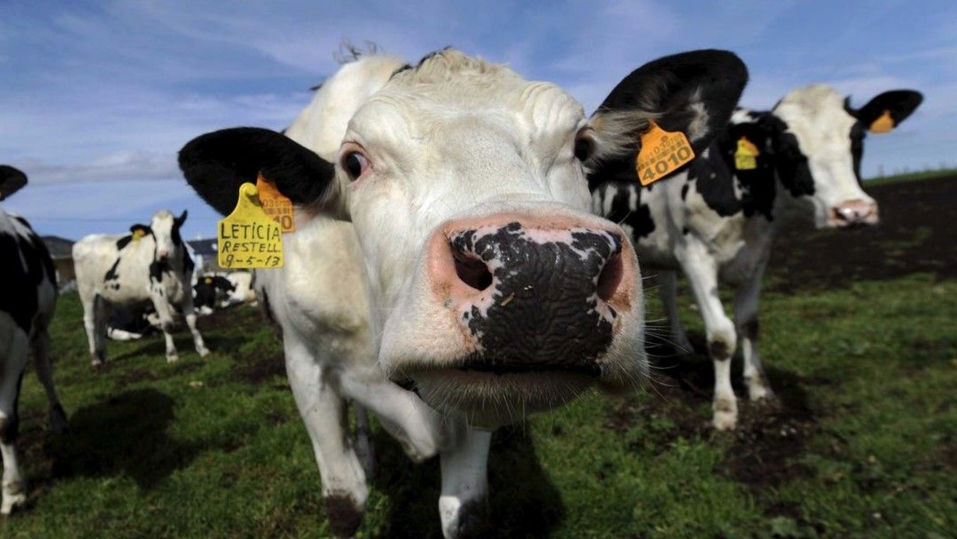 Estudio descubre que el 'mu' de las vacas puede tener diferentes significados