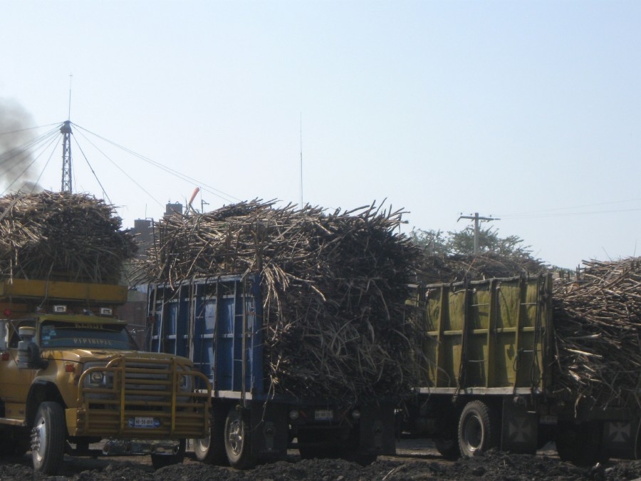 Productores de caña evalúan adelantar la molienda para esta semana