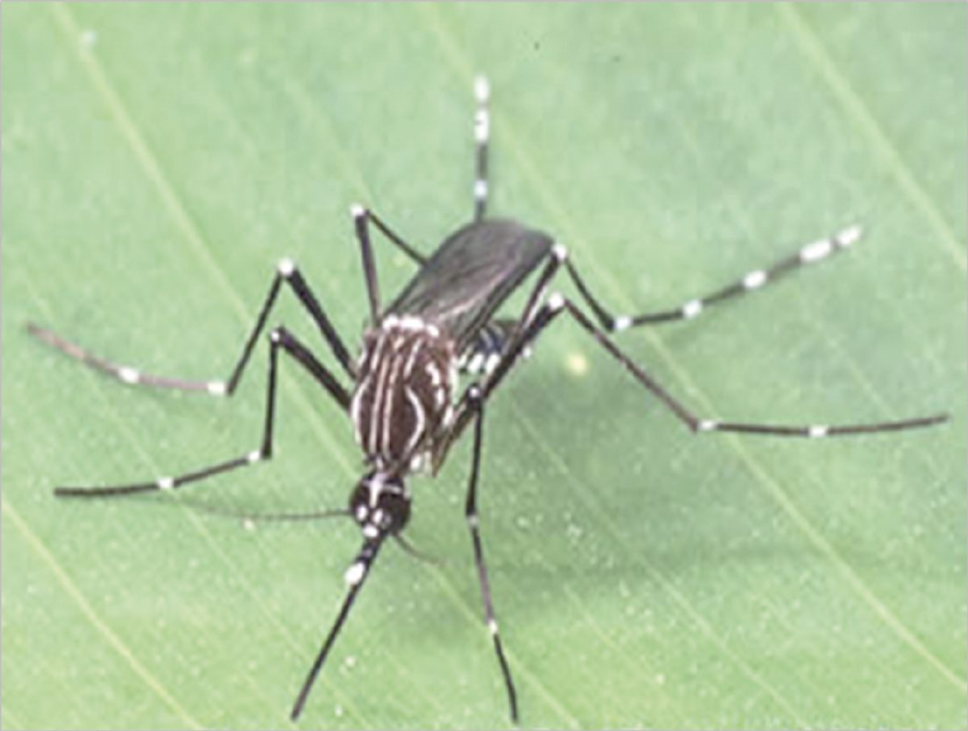 El mosquito Aedes aegypti, vector principal del Dengue y otros arbovirus