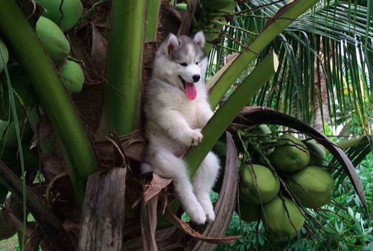 Perrito se atora en un árbol y Photoshop hace de las suyas
