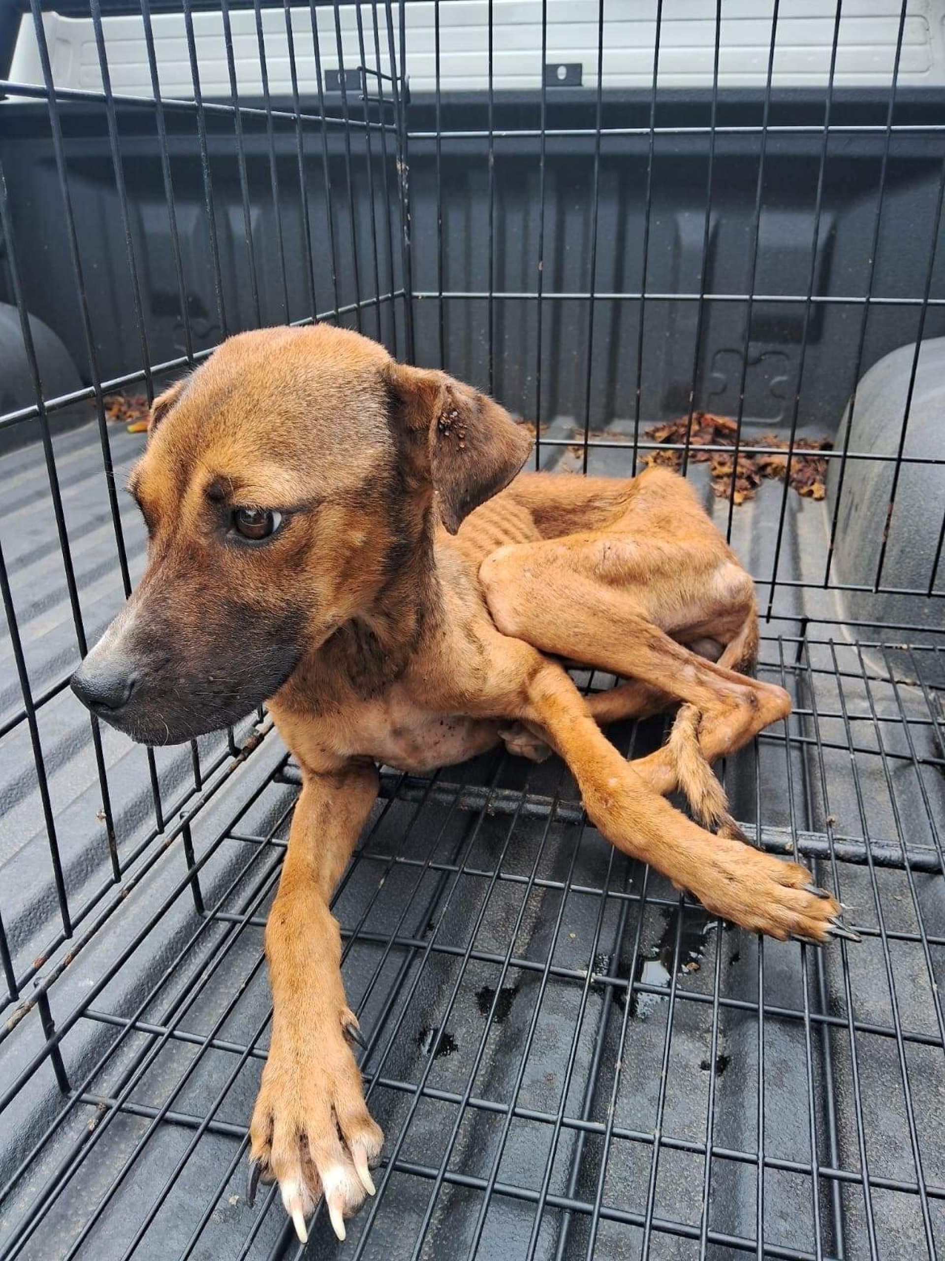 Endurecen penas contra el maltrato y crueldad animal