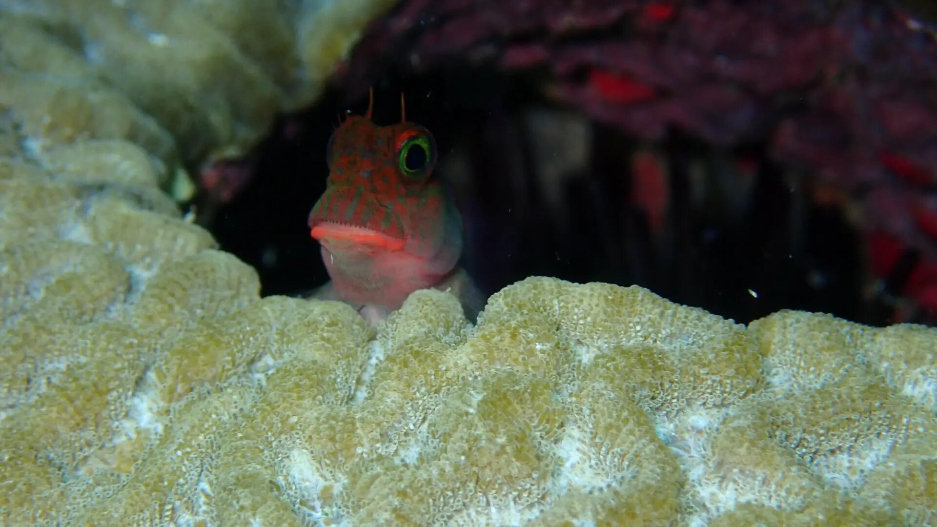 Descubren un parásito que afecta a peces de todo el mundo