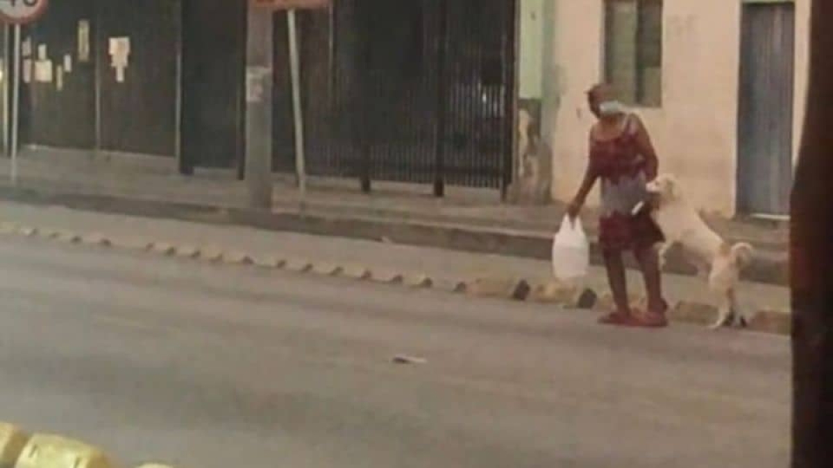 Perro le da la pata a su dueña para cruzar la calle
