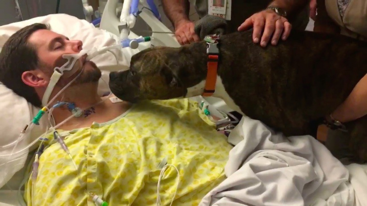 Esta perrita se despide de su dueño moribundo, y es muy triste