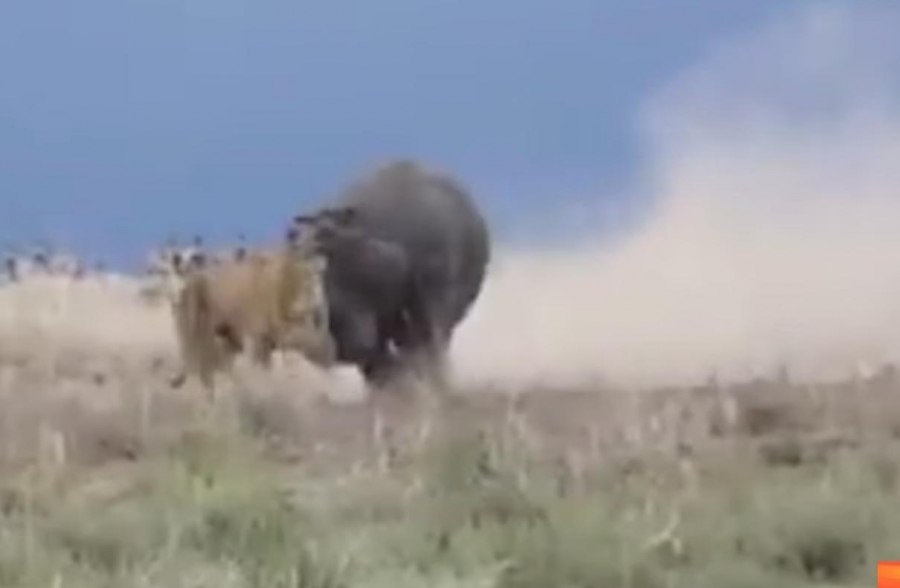 VIDEO: León comete el peor error de su vida...
