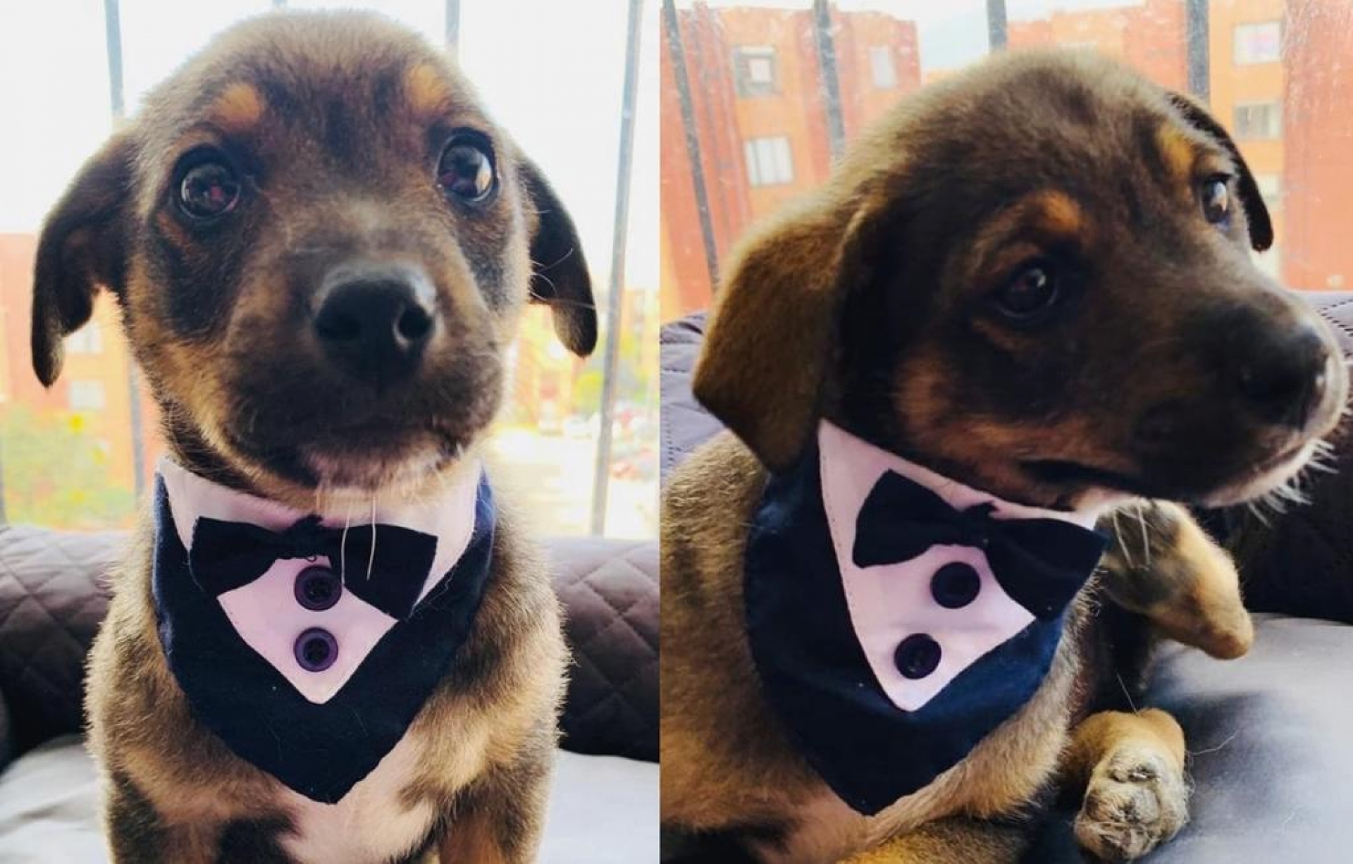 Dejan plantado a perrito el día de su adopción