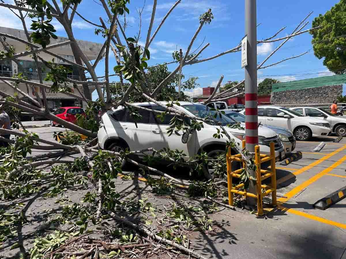 Cae árbol sobre tres vehículos en Jardines de Tetela