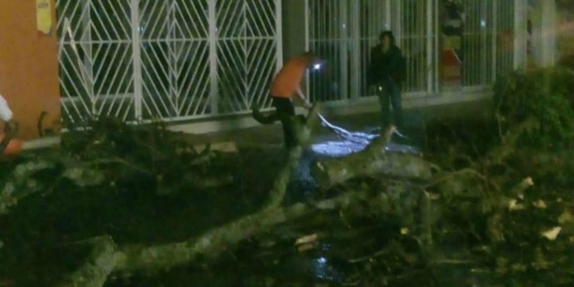 Retira PC Cuernavaca un árbol colapsado en el bulevar Juárez